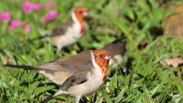Avistamiento de aves