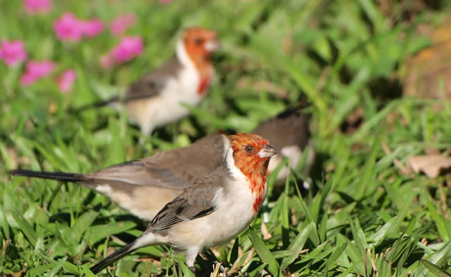 Avistamiento de aves